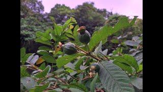 找出芭樂剪枝開花結果週期