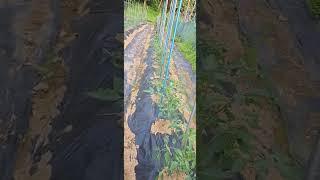 법등사 텃밭 소개 #법등사, #garden, #farming,#텃밭,