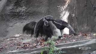 Anteater baby at Saint Louis Zoo