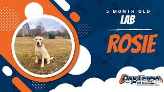 Lab Training Roanoke | Roanoke Dog Training Video