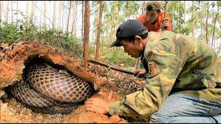 Was horrified to discover a giant king cobra nest containing dozens of snakes in a mound+++