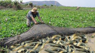 Amazing find a lot of catfish in mud dry season - New fishing 2020