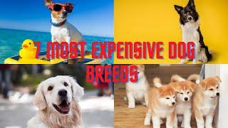 TOP 7 MOST EXPENSIVE DOG BREEDS