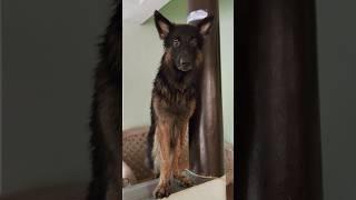 Longcoat GSD wet look#shorts #germanshepherd