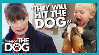 Kids That Punch Their Dog are At MAJOR Risk of Bites | It's Me or The Dog