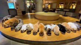 Impossibly Clean!! Largest Cat Cafe in Shinjuku, Tokyo  CAT CAFE MOCHA