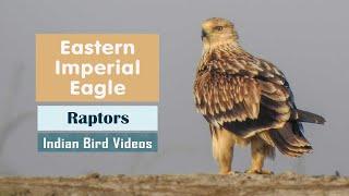 The Eastern Imperial Eagle (Aquila heliaca) - राज गरुड - શાહી જુમ્માસ - Kejserørn - Keisarikotka