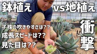 【アガベ】地植えと鉢植えでどのような育成差が出るのか??