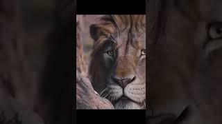 ##Lion of Juda #Jesus song# Jesus loves you# god bless you @Godwin497