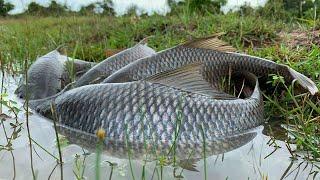 wow amazing fishing! a fisherman skill catch fish at rice field a lots by hand