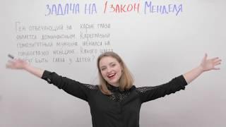 Задача на 1 закон Менделя. Генетика