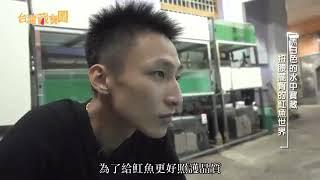 【吉宏水族】感謝台灣藏寶圖專訪 黑白相間的水中寶藏 魟魚