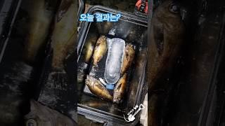6월18일 없다 없어 ㅡㅡ #남해 #생활낚시 #농촌브이로그 #볼락 #밤낚시 #찌낚시 #fishing