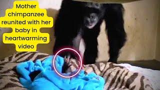 Mother chimpanzee reunited with her baby in heartwarming video || Kansas zoo || lolo news daily