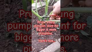 Gardening tips 18 - Prune young pumpkin plant for bigger & more pumpkin #pumpkin #pruning #gardening