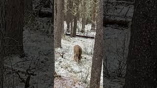 Bambi in Banff (끝까지 보세요 귀여움주의)