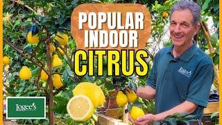 Popular Citrus Plants That Do Well Indoors!