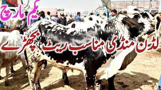 Luden Cow Mandi Dhani Cholistani Dajili Bachre Qurbani 2023 || Global Village Farming