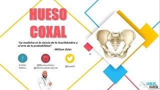 Anatomía - Hueso Coxal (Ílion, Ísquion y Pubis, Inserciones Musculares)