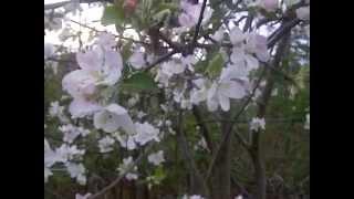 Apple Blossoms- Blue Berry Blossoms and BlackBerry Blossoms in the Secret Garden of Survival