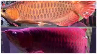 龍魚飼養 紀錄分享：麥之龍 短身紅龍 關鍵字：アロワナ 金龙鱼 red arowana 红龙鱼 아로와나 アロワナ Cá rồng 金龙鱼