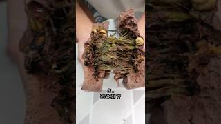 둡아이 초꼬렛을 해녀아들이 만들면
