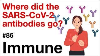 Immune 86: Where did the SARS-CoV-2 antibodies go?