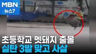 초등학교 운동장에 멧돼지 난입…실탄 3발 맞고 사살 [MBN 뉴스7]