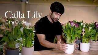 Calla Lily Care Guide - Picking, Placing, and Parenting Your Plant