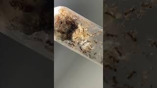 My First Ant Colony! #shorts