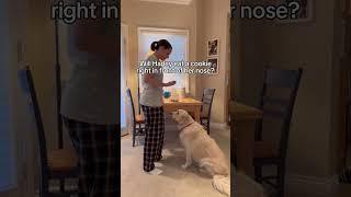 The Job of an Allergen Detection Dog
