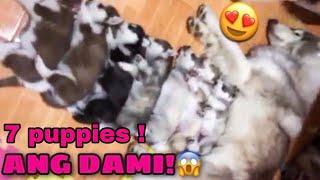 Husky Pack Litter Of Puppies 2017-2020 | Husky Pack TV