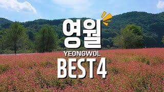 국내여행지 가을 영월 가볼만한곳 BEST 4 붉은 메밀 꽃이 피었습니다  강원도 여행