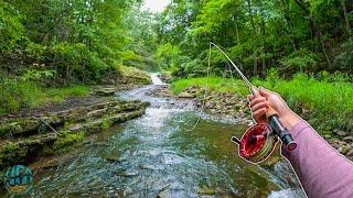 Streamer Fly Fishing for Small Creek Trout! (Brook trout and Rainbow Trout)