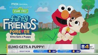 Elmo gets a puppy