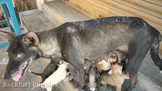 Street dog puppies / Rockfort puppies