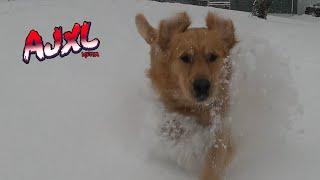 Golden Retriever Frolicking in Snow