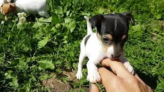 Toy fox terrier puppies, 1 month old