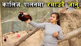 कालिज पालनमा रमाउदै जानु ! Pheasant farming in Nepal | Kalij Palan