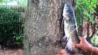 How To Clean A Cat Fish, The Easy Way