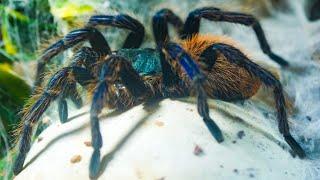 Green Bottle Blue GBB Chromatopelma cyaneopubescens Tarantula Care