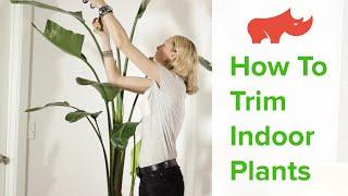 How To Trim Indoor Plants