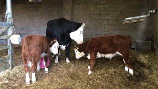 Clipping Cattle