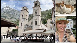 The Famous Cats of Kotor