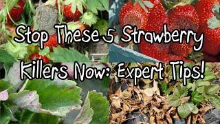 Stop These 5 Strawberry Killers Now:  Expert Tips!