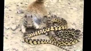 Mongoose vs Snake 3 fighting