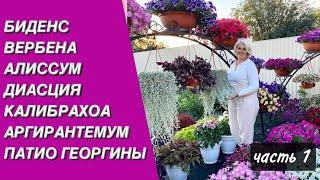 Цветы для кашпо и вазонов, которые не уступают петунии. Часть 1.