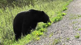 Schwarzbär am Straßenrand - black bear Canada