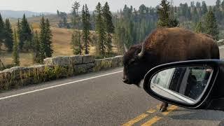 Buffalo at Yellowstone