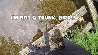 BIRD CONFUSED ME WITH A TRUNK!!! WHAT?! (Collingswood, NJ) (TTYDSWYSAH)